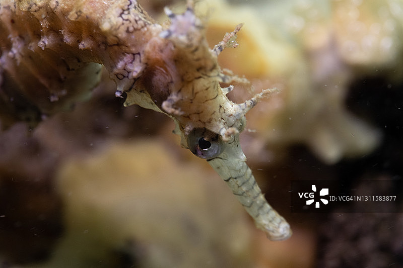 水下海马特写图片素材