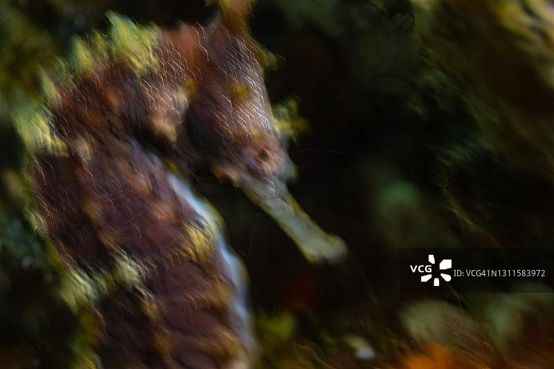 水下海马特写图片素材