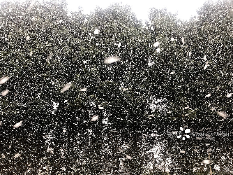 森林中的大雪阵图片素材