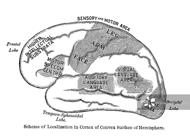 人脑古老雕刻插图，半球凸面皮质定位方案图片素材