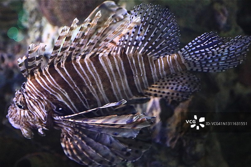 狮子鱼图片素材