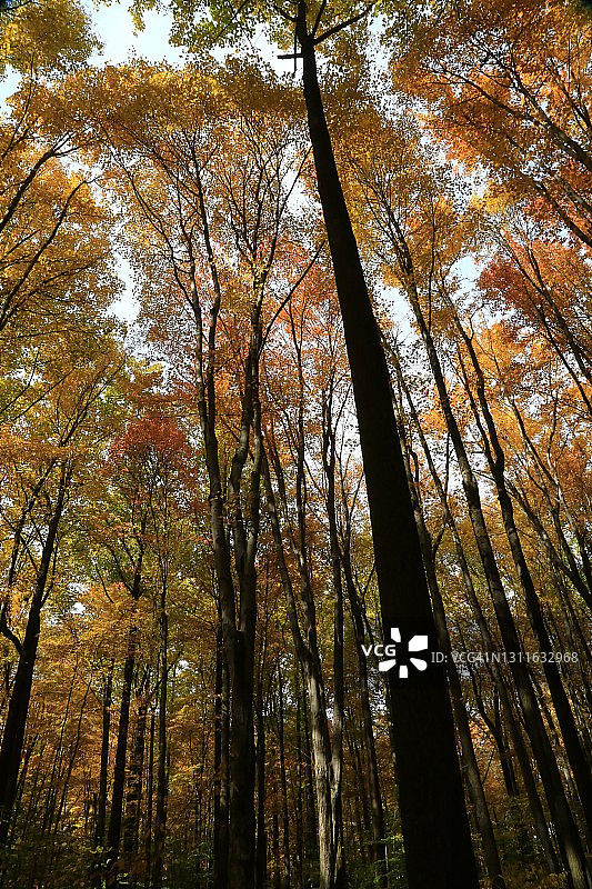 秋树树叶图片素材