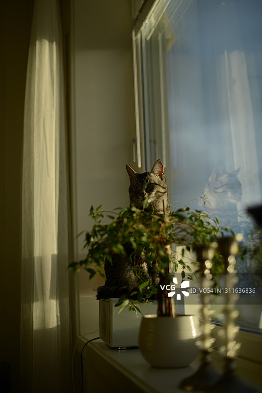 猫咪坐在窗台上的收音机上图片素材