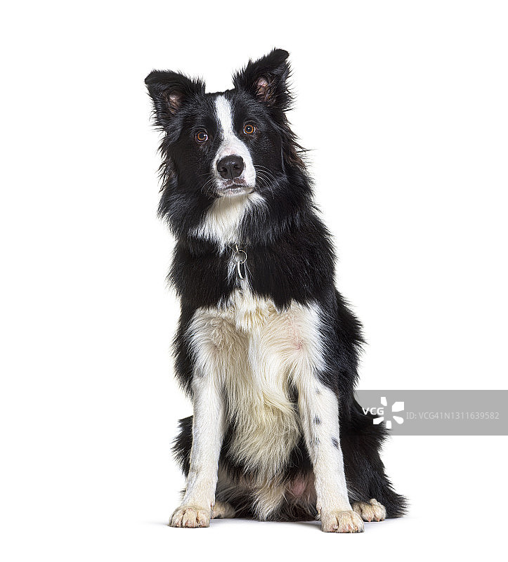 坐着的边境牧羊犬，看向镜头图片素材