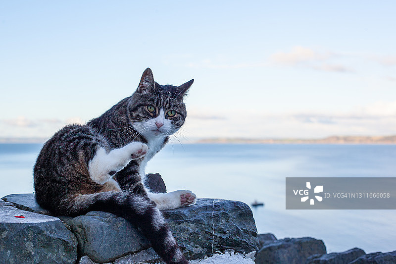 克洛维利德文郡的猫图片素材