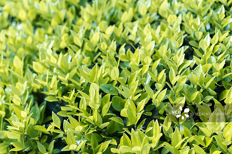 茶叶特写图片素材