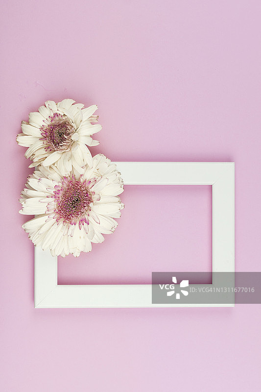 浪漫花卉组合：粉色背景上的相框和非洲菊图片素材