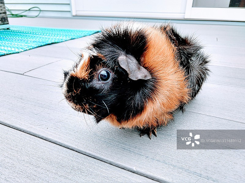 阿比西尼亚豚鼠图片素材