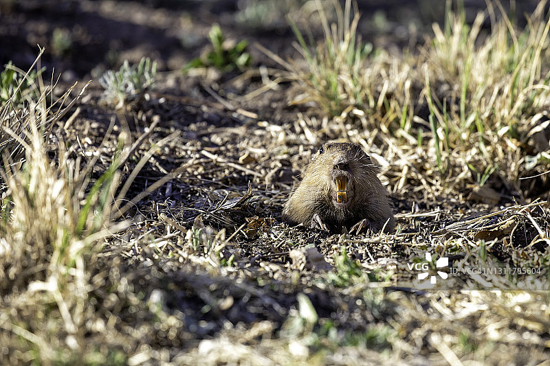 黄脸囊鼠图片素材