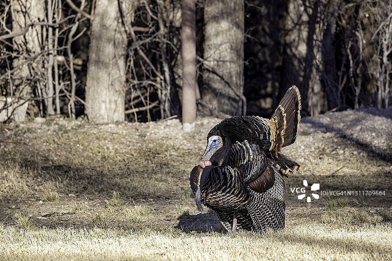 野生火鸡图片素材