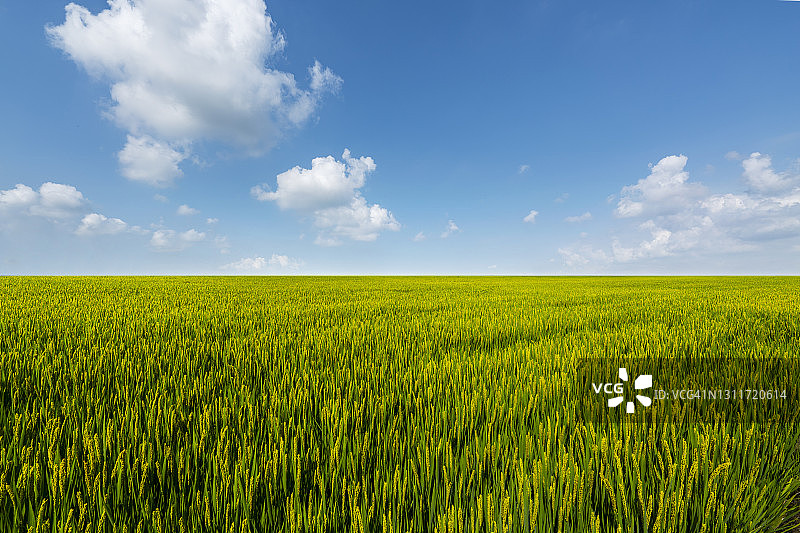 田野里生长的麦子图片素材