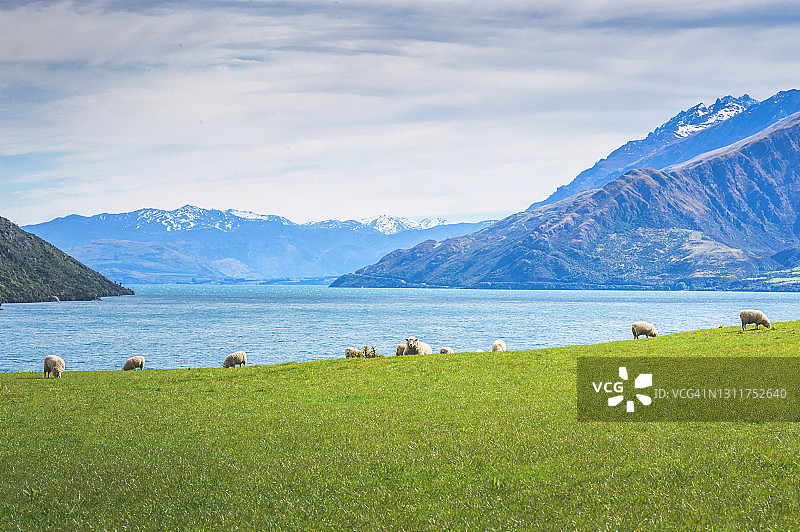 新西兰库克山背景下，刚剪毛的羊在农场吃草图片素材