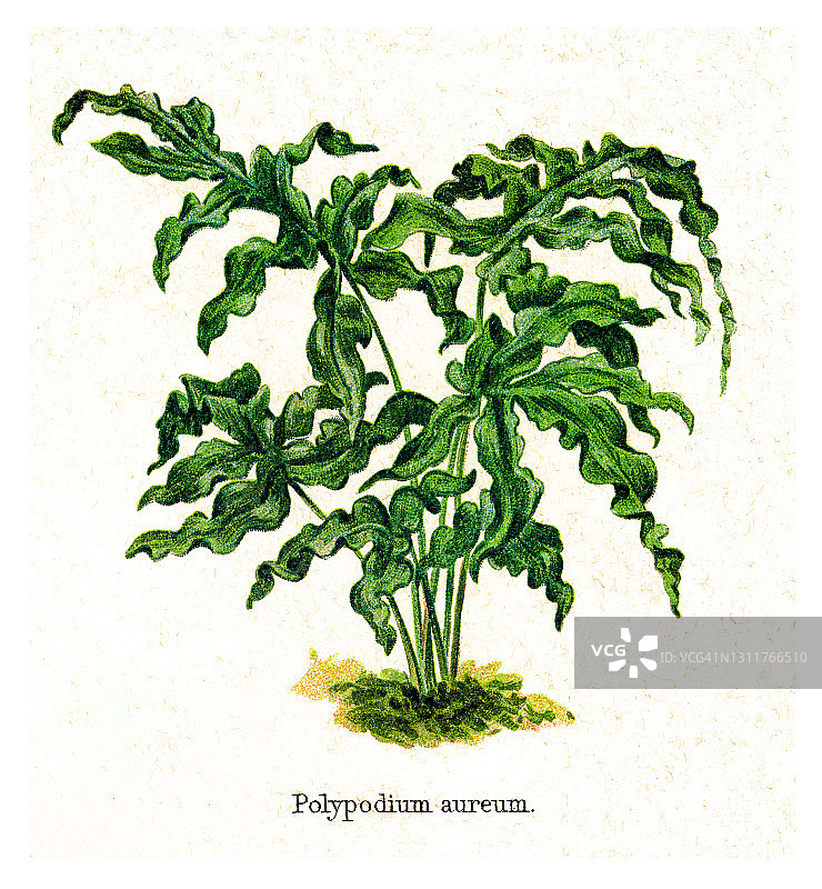 匍匐根蕨或金多足蕨（Phlebodium aureum）的古老雕刻插图图片素材