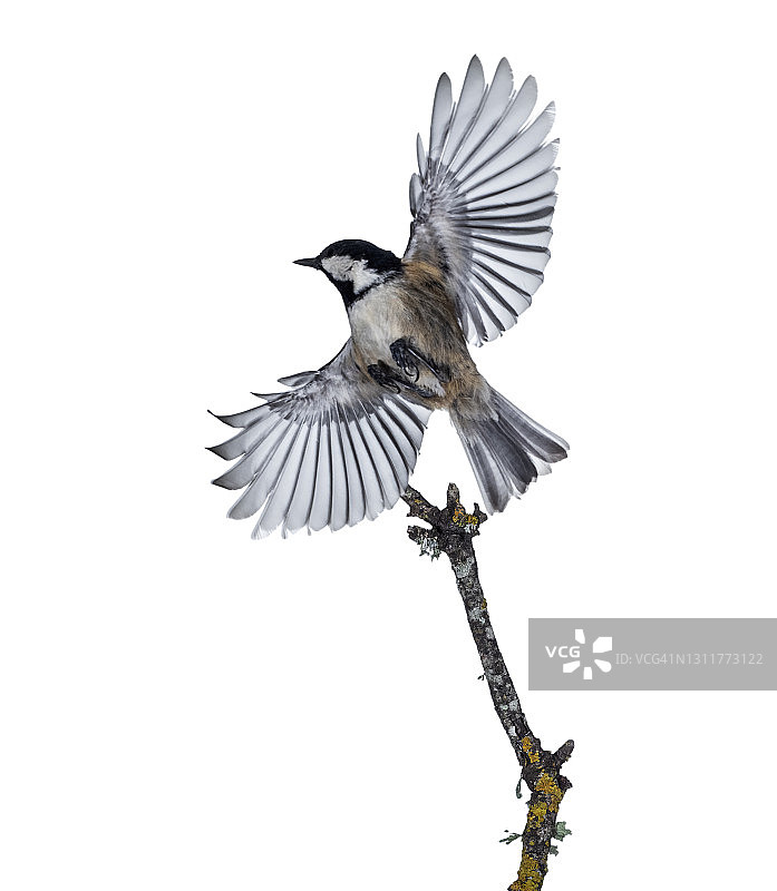 山雀张开翅膀栖息在白色背景树枝上的特写图片素材