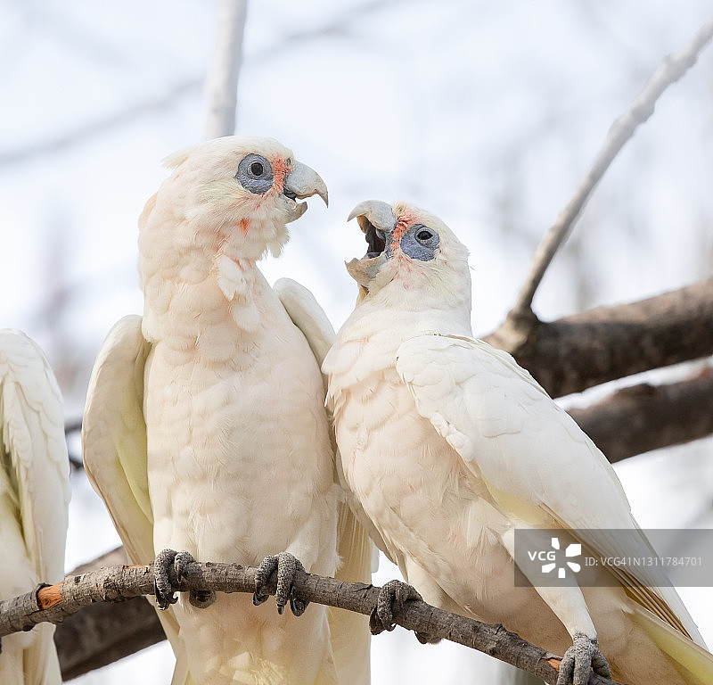 领地意识强烈的澳洲小葵花凤头鹦鹉图片素材