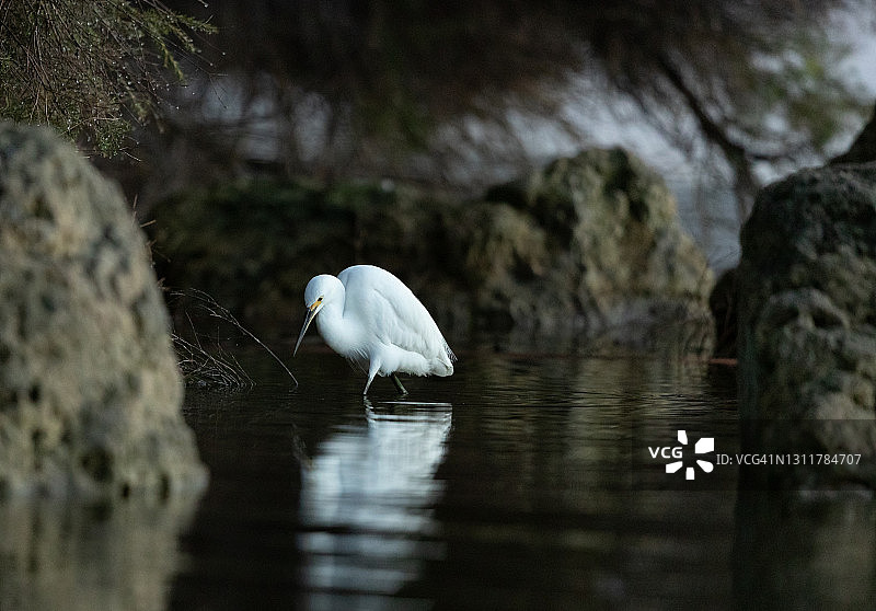 黎明时觅食的白鹭图片素材