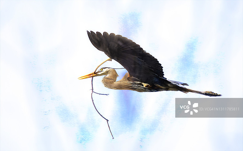 艺术风格：苍鹭在宾夕法尼亚州鸟类繁殖地衔枝筑巢图片素材