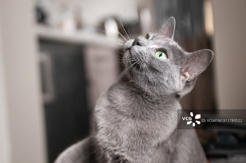 玩耍的灰色猫图片素材