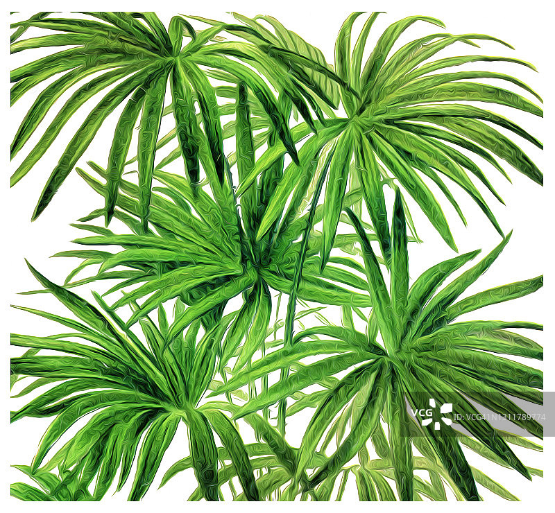 古版画：植物叶子，澳洲棕榈图片素材