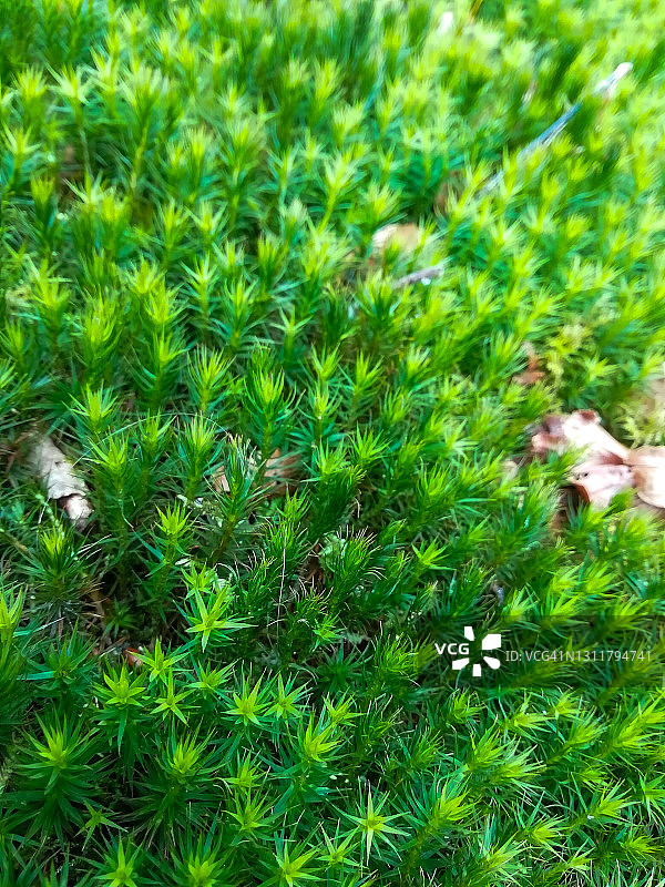 大灰藓图片素材