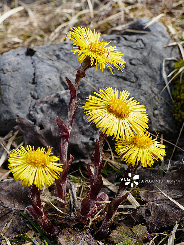 款冬花图片素材
