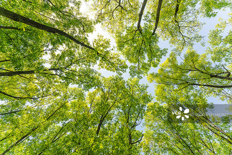 春季森林仰视图片素材