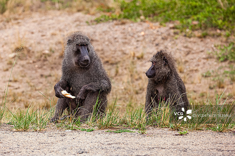 狒狒在肯尼亚高速公路旁的沥青路面上图片素材