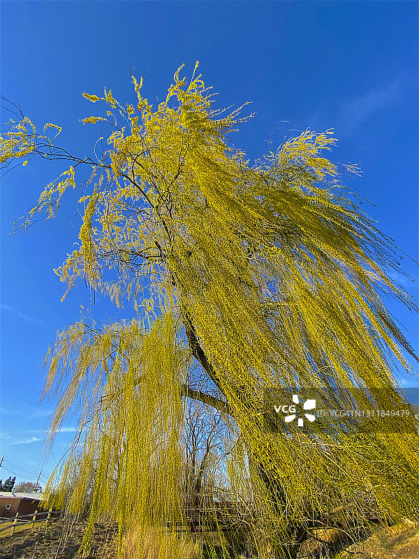 风中摇曳的垂柳和晴朗的天空图片素材