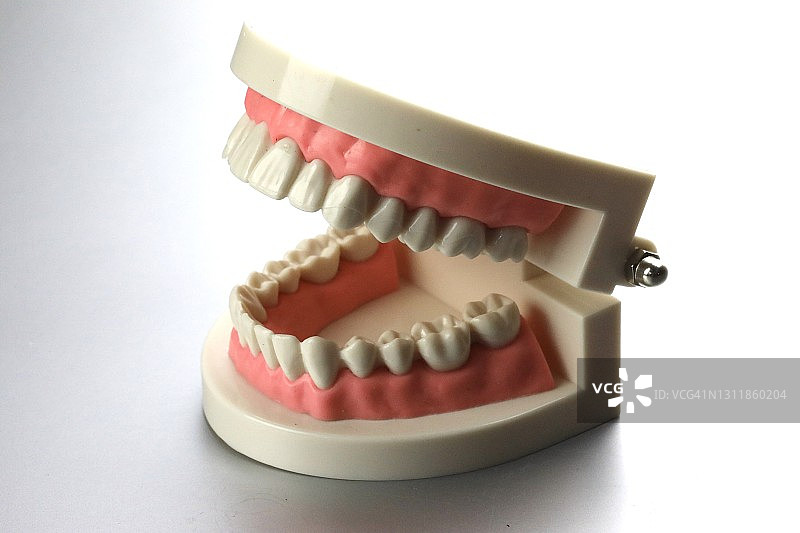 牙科学校的牙齿模型图片素材