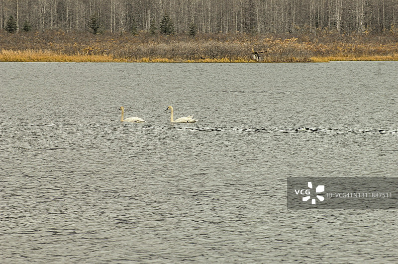 阿拉斯加湖上的天鹅图片素材