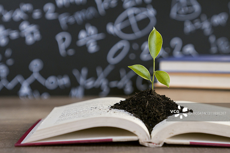 教育理念：知识之树在开放式种植图片素材