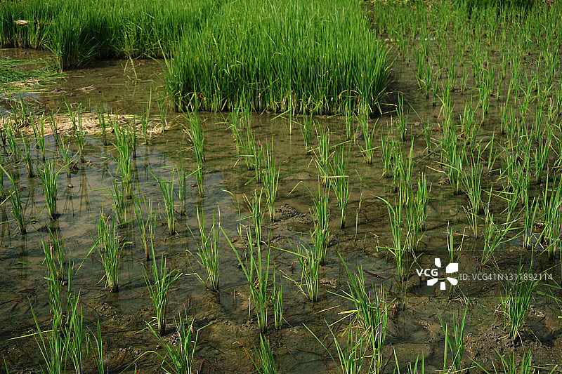 稻苗图片素材