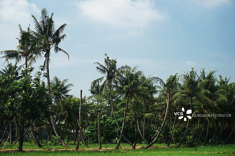 椰子种植园图片素材