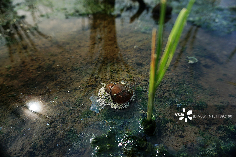 田野中的福寿螺图片素材