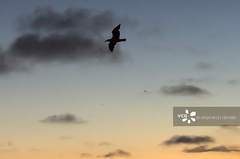 短尾海鸥在日落时飞回家图片素材