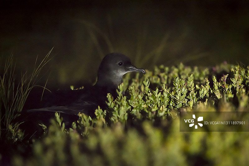 短尾鹱鸟晚上坐在它的筑巢地图片素材
