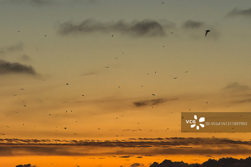 绚丽橙色日落时分飞翔的候鸟群图片素材