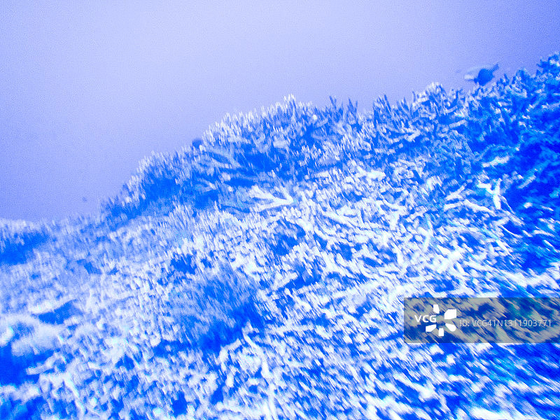 水下视角：充满活力的海洋生物的抽象彩色创作图片素材