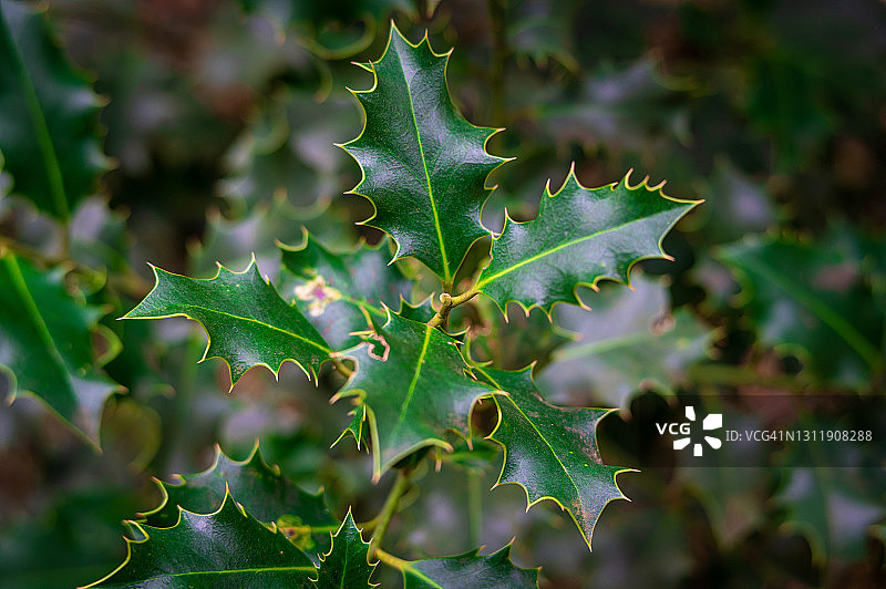 槲寄生叶子与模糊背景图片素材