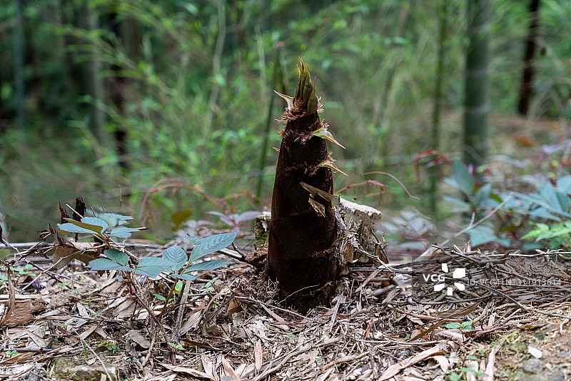春笋图片素材
