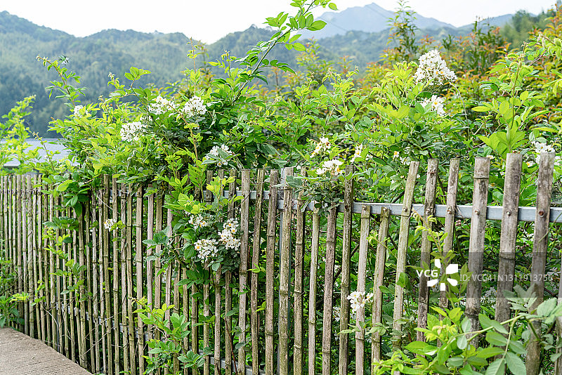 竹篱笆上的白色花朵图片素材