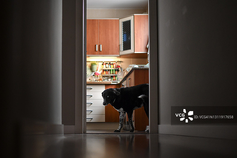 在房子里的狗狗图片素材