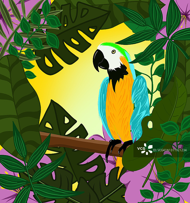 鹦鹉图片素材