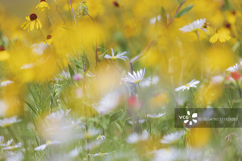 丘陵乡村野花图片素材