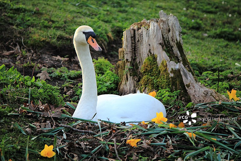 疣鼻天鹅筑巢图片素材