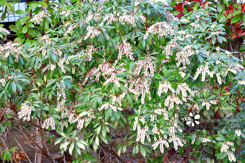 日本andromeda/日本Pieris japonica花图片素材