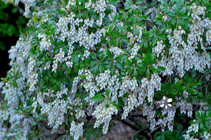 日本andromeda/日本Pieris japonica花图片素材