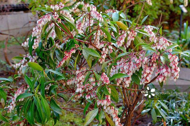 日本andromeda/日本Pieris japonica花图片素材