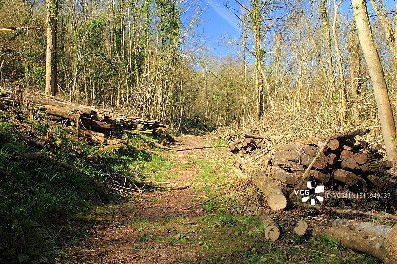 在蒙茅斯被砍倒的树木图片素材
