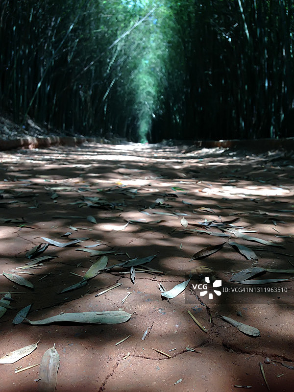 竹林中的泥路图片素材